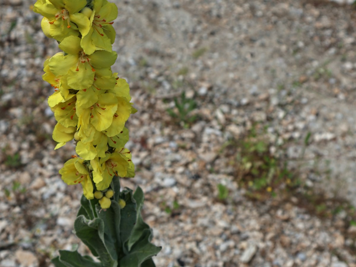 Mullein flower spike