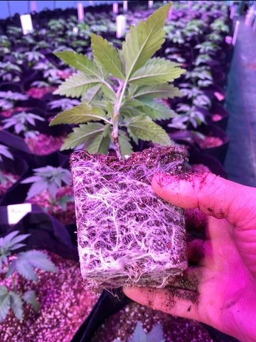 Cannabis clone showing healthy root development in an indoor propagation area.