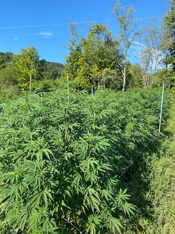 Outdoor cannabis cultivation field under a clear blue sky.