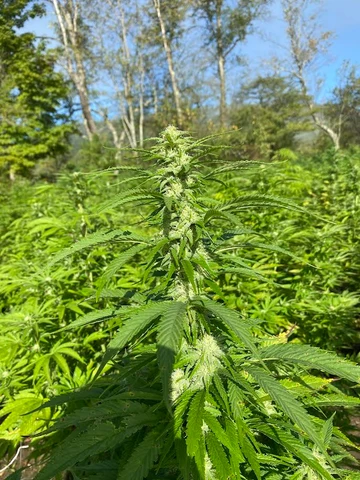Flowering cannabis plant growing outdoors in a cultivated field.
