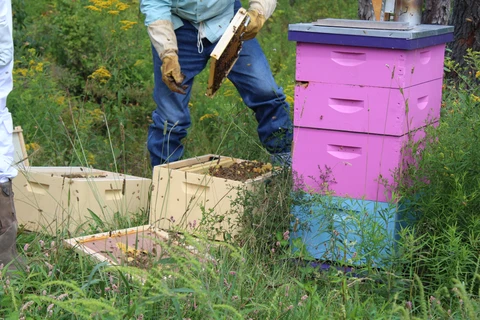 Beekeepers working beside a purple hive at Bone Creek Farm.