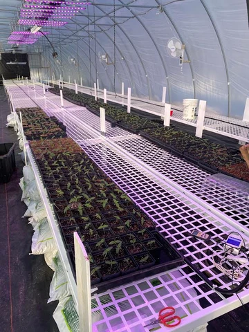Rows of young cannabis plants in an indoor propagation greenhouse.