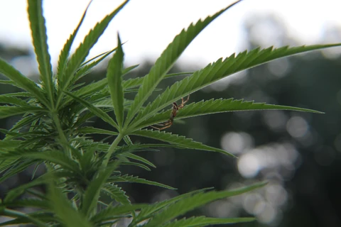 Close view of cannabis leaves with a small insect.