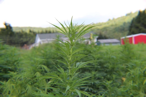 Young cannabis plant growing in an outdoor field.