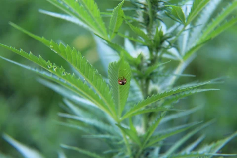 Ladybug resting on a cannabis leaf.