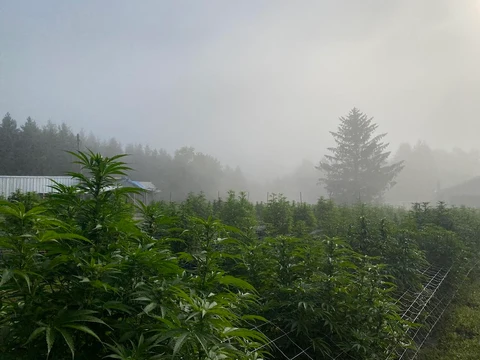 Cannabis plants growing across a misty mountain field.