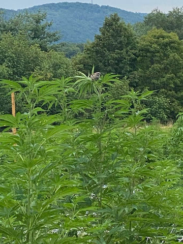 Cannabis plants growing with a wooded mountain in the background.