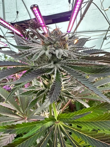 Mature cannabis flower beneath greenhouse grow lights.