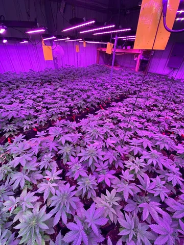 Indoor cannabis canopy growing beneath purple lights.