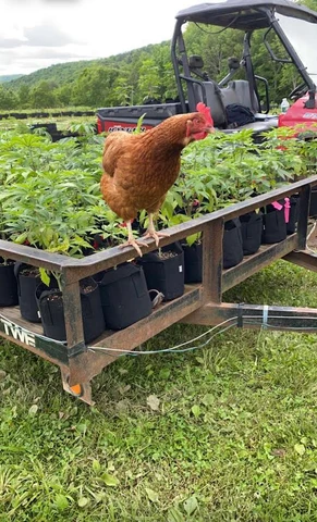 Chicken perched beside young plants on a farm trailer.