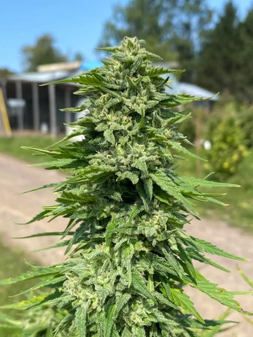 Close-up of a mature cannabis flower growing outdoors.