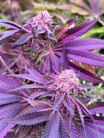 Purple cannabis flowers and leaves in bloom.
