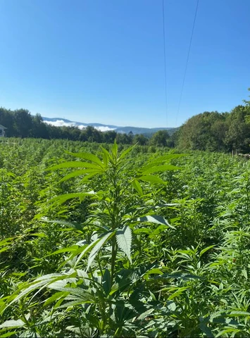 Outdoor cannabis field with mountain views under a clear sky.