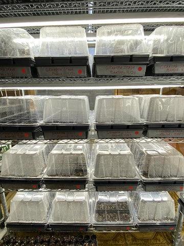 Propagation trays and humidity domes arranged on indoor growing racks.