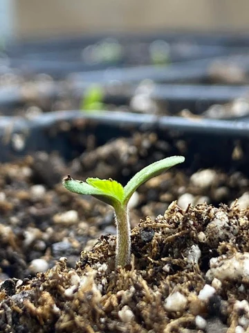 A young cannabis seedling emerging from propagation soil.