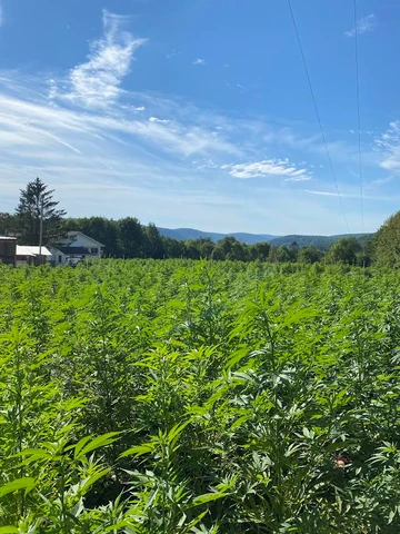 Healthy cannabis plants growing across an outdoor Bone Creek farm field under a blue sky.