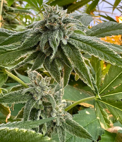 Close-up of mature cannabis flowers covered in visible trichomes.