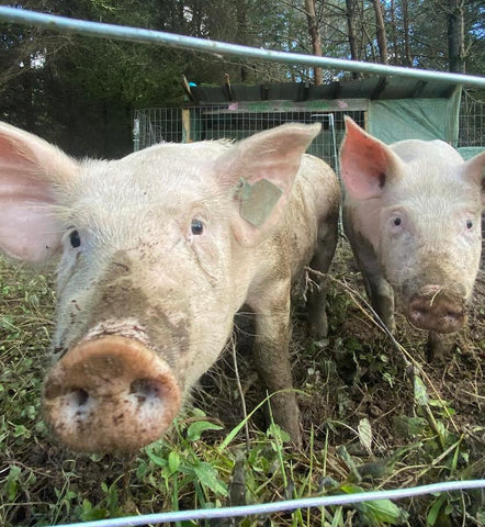 Two pigs standing together in their outdoor Bone Creek farm enclosure.