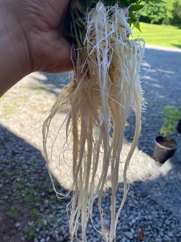 Healthy white cannabis roots exposed beneath a young plant.