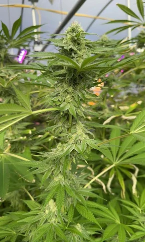 A flowering cannabis plant growing inside the Bone Creek greenhouse.