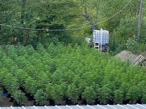 Rows of outdoor cannabis plants growing near the farm water tank.