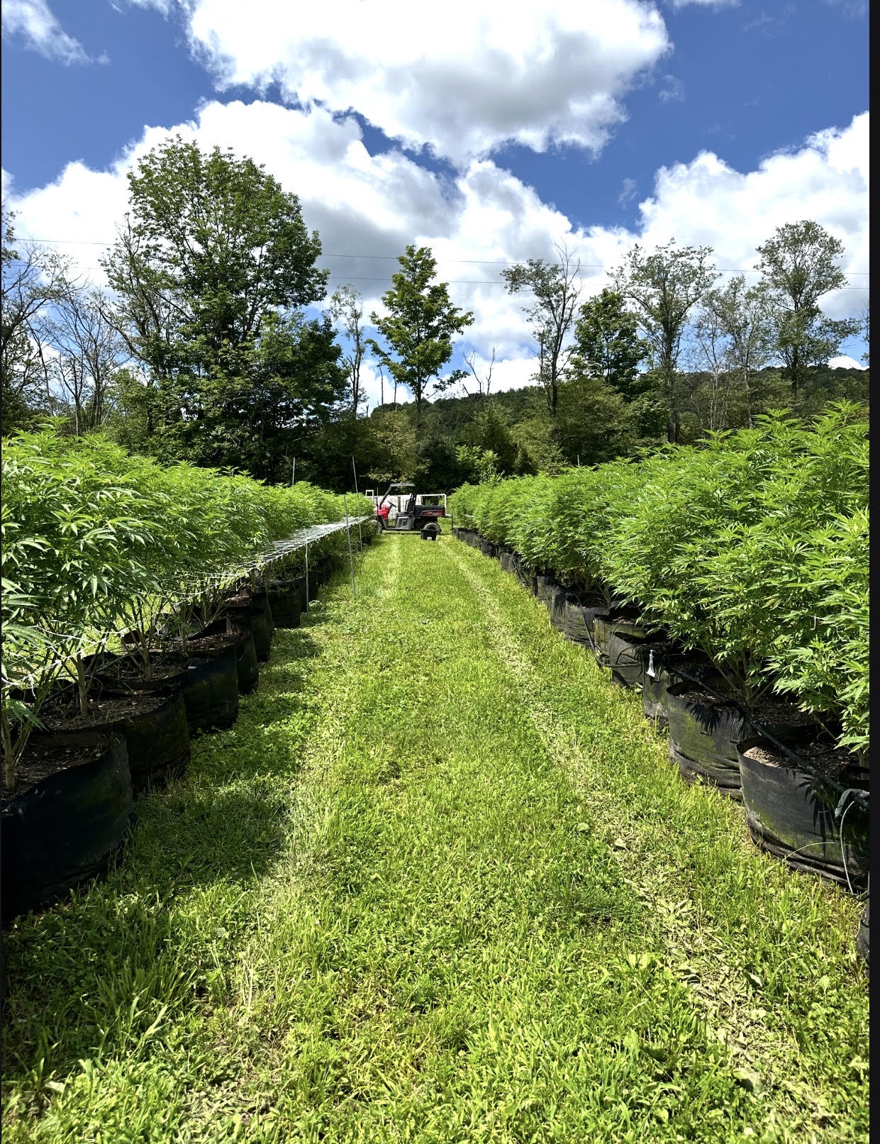 Bone Creek Farm outdoor cannabis cultivation rows