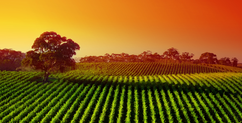 Farm Succession Planning: Balancing Financial and Emotional Aspects for Generational Transition