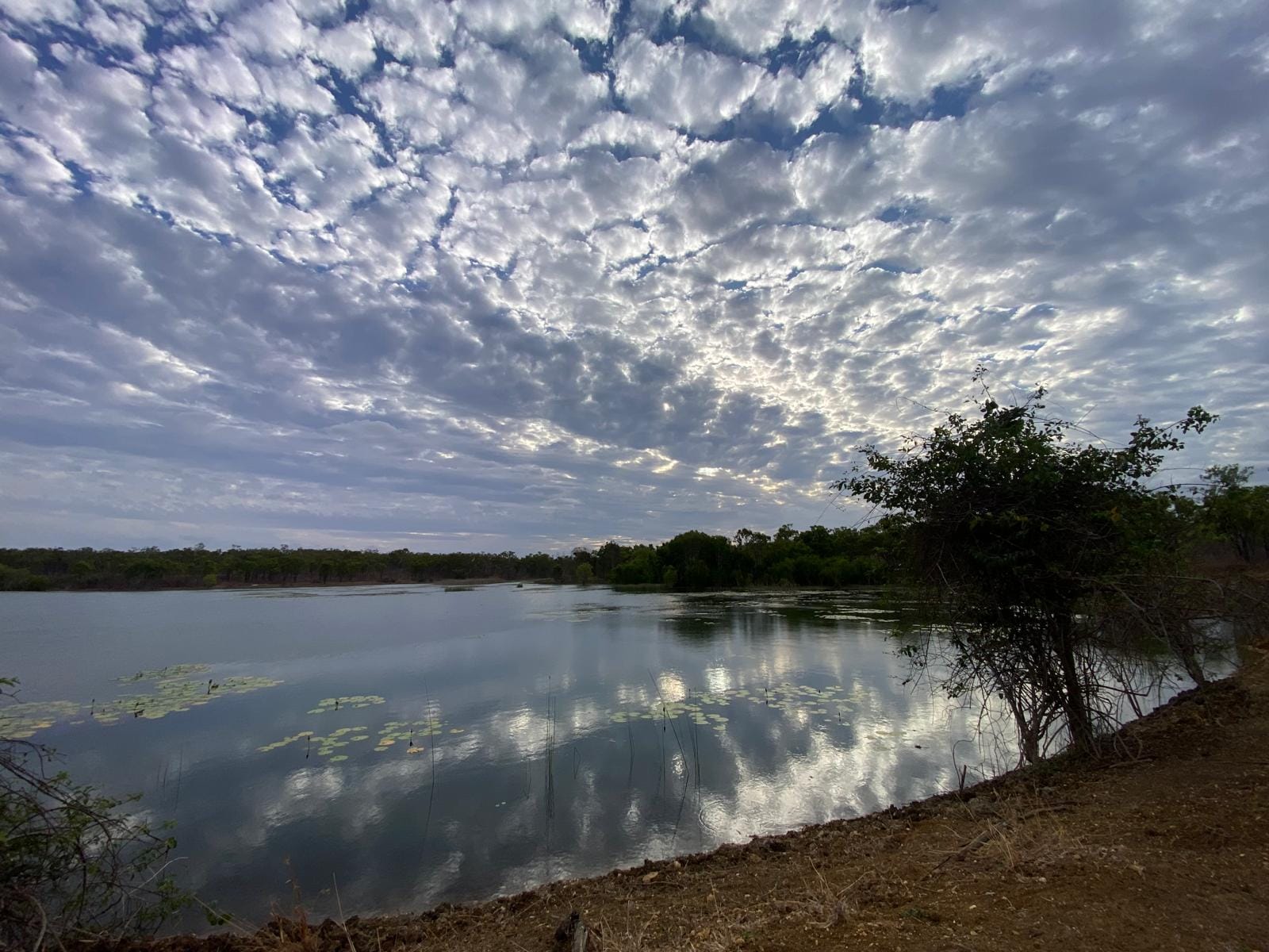 Still billabong reflecting cloud at first light, Cape York