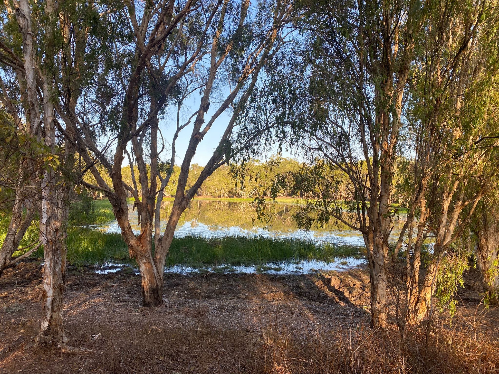 River gums standing over still water, Northern Territory