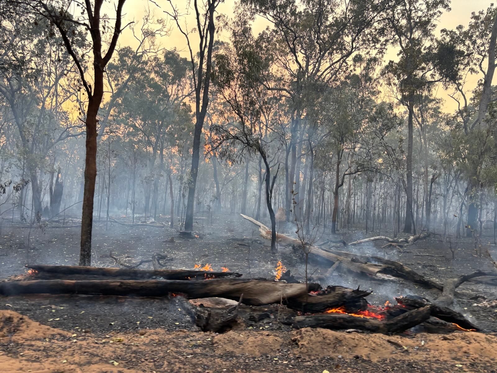 Campfire burning down among the trees at the end of the day