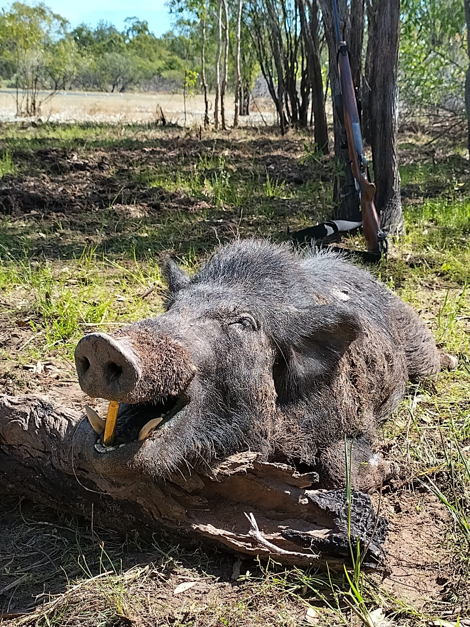 A large wild boar with tusks showing, lying beside a fallen log