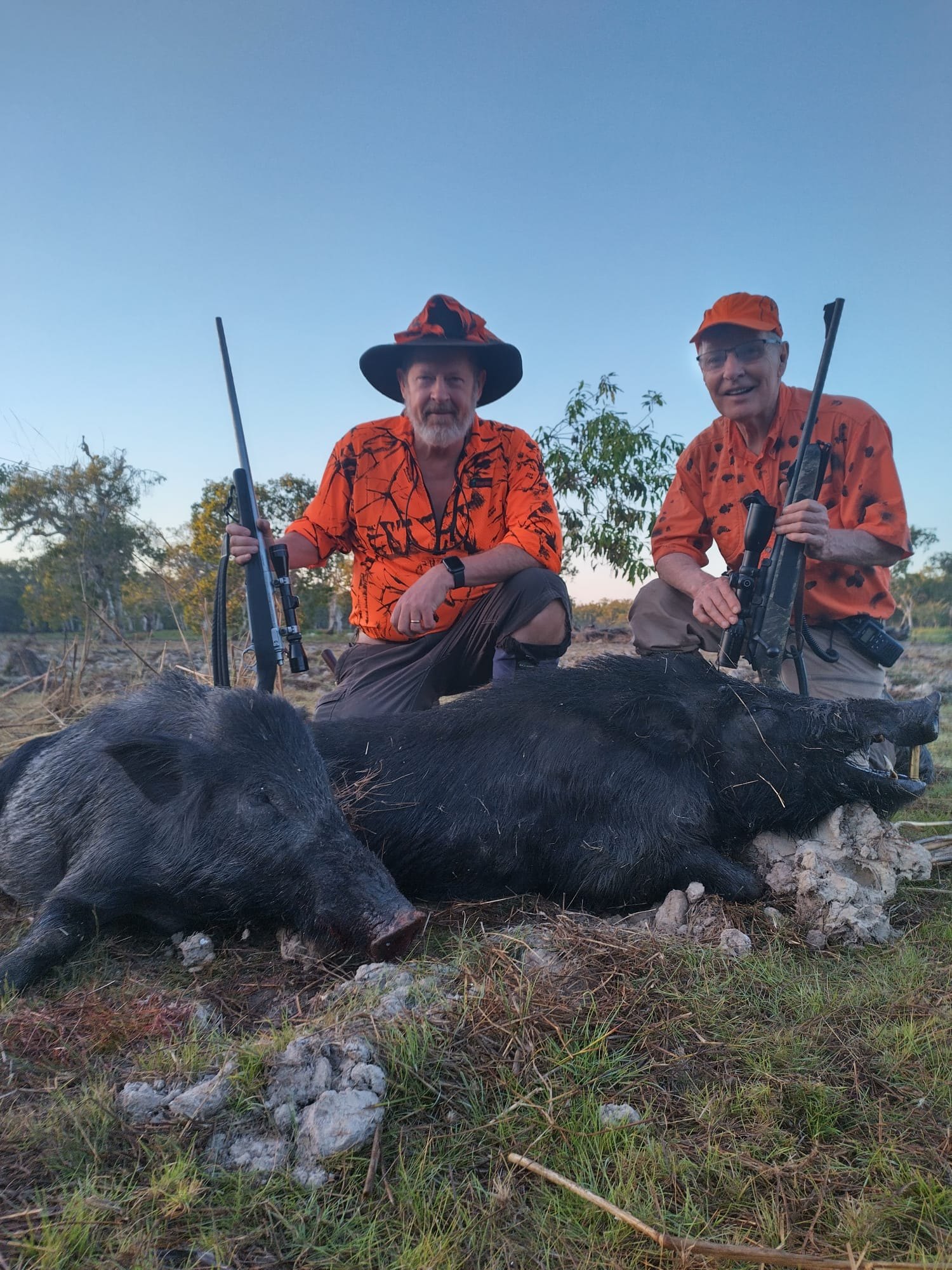 Two hunters in blaze orange kneeling with rifles behind two wild boar
