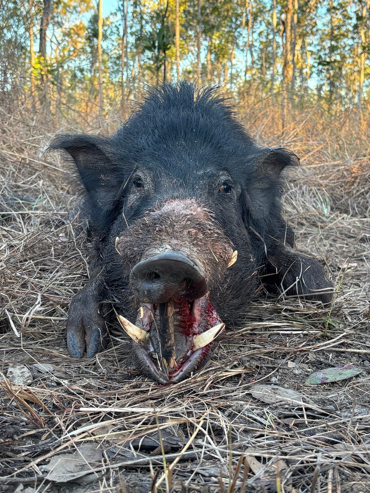 A close-up of a wild boar's head and tusks in dry grass