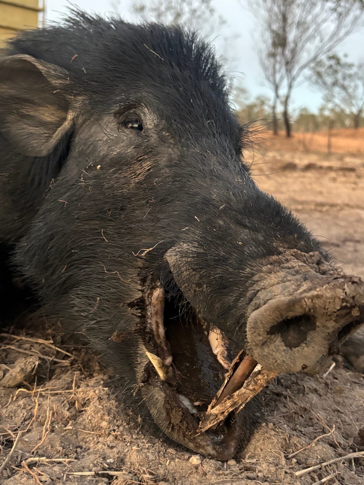 A close-up of a wild boar's tusks and snout