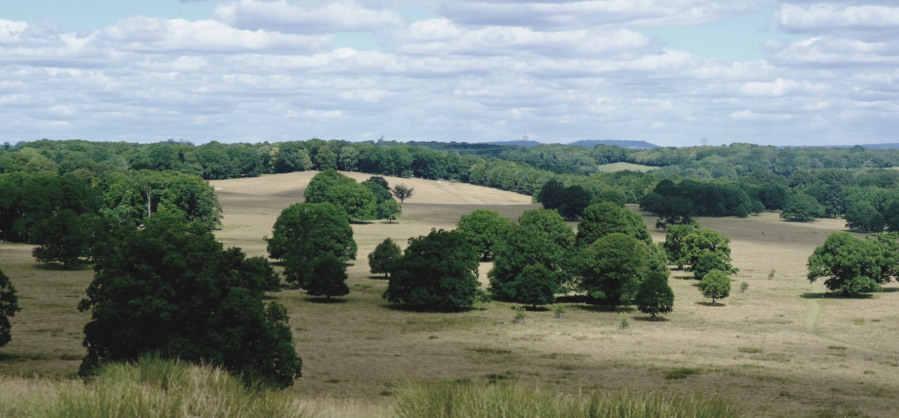 Rolling wooded countryside in the Surrey Hills