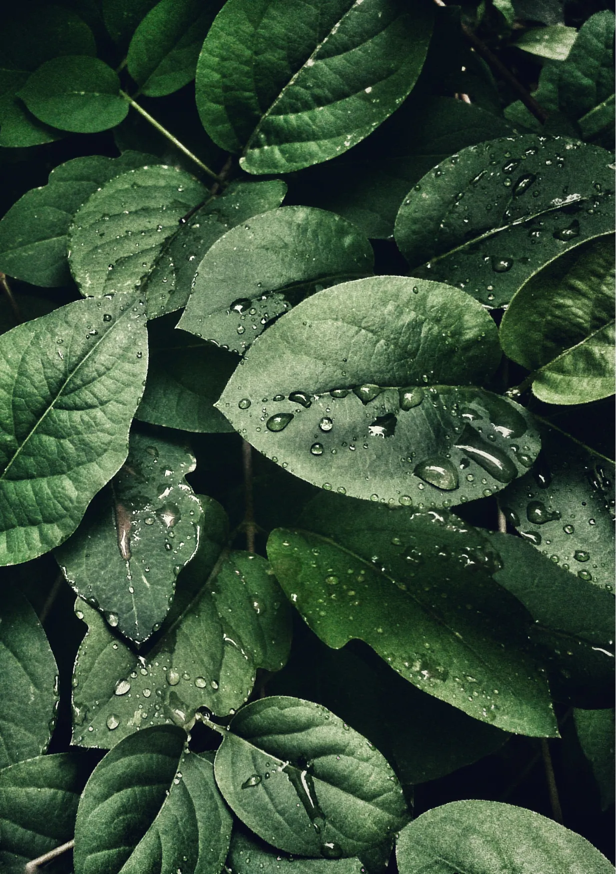 Hojas verdes con gotas de agua como representación visual del cuerpo en el Modelo Integral Mediconsciente