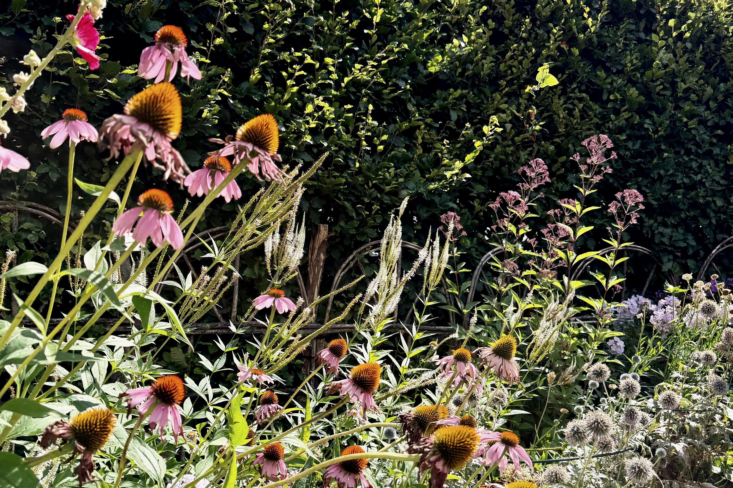 Echinacea in flower through a densely planted border