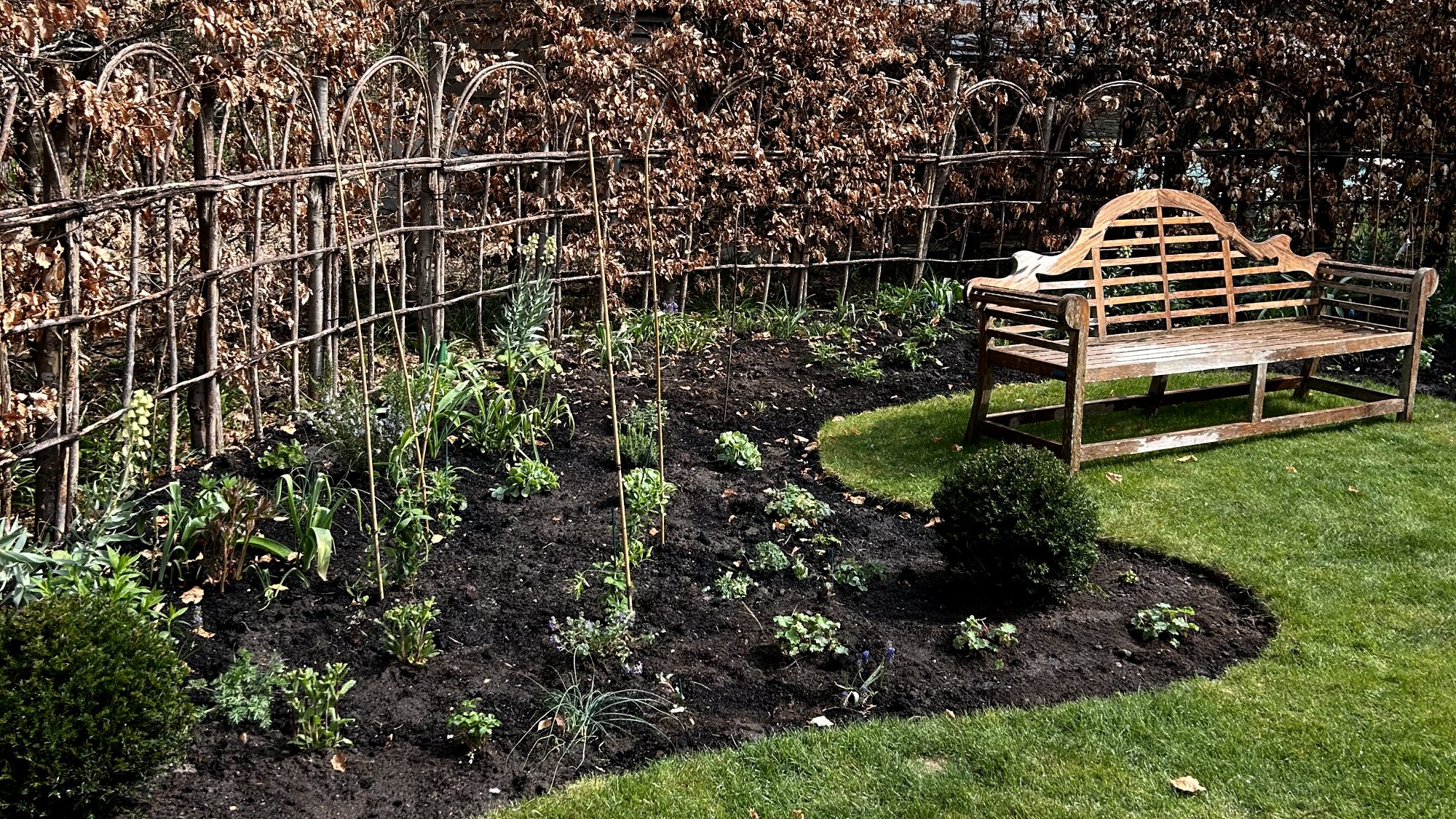 The newly planted border in its first autumn