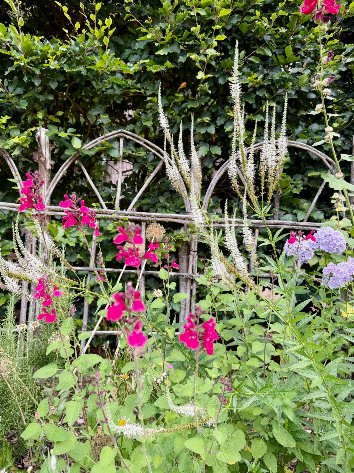 Veronicastrum and Salvia flowering against a woven hazel screen