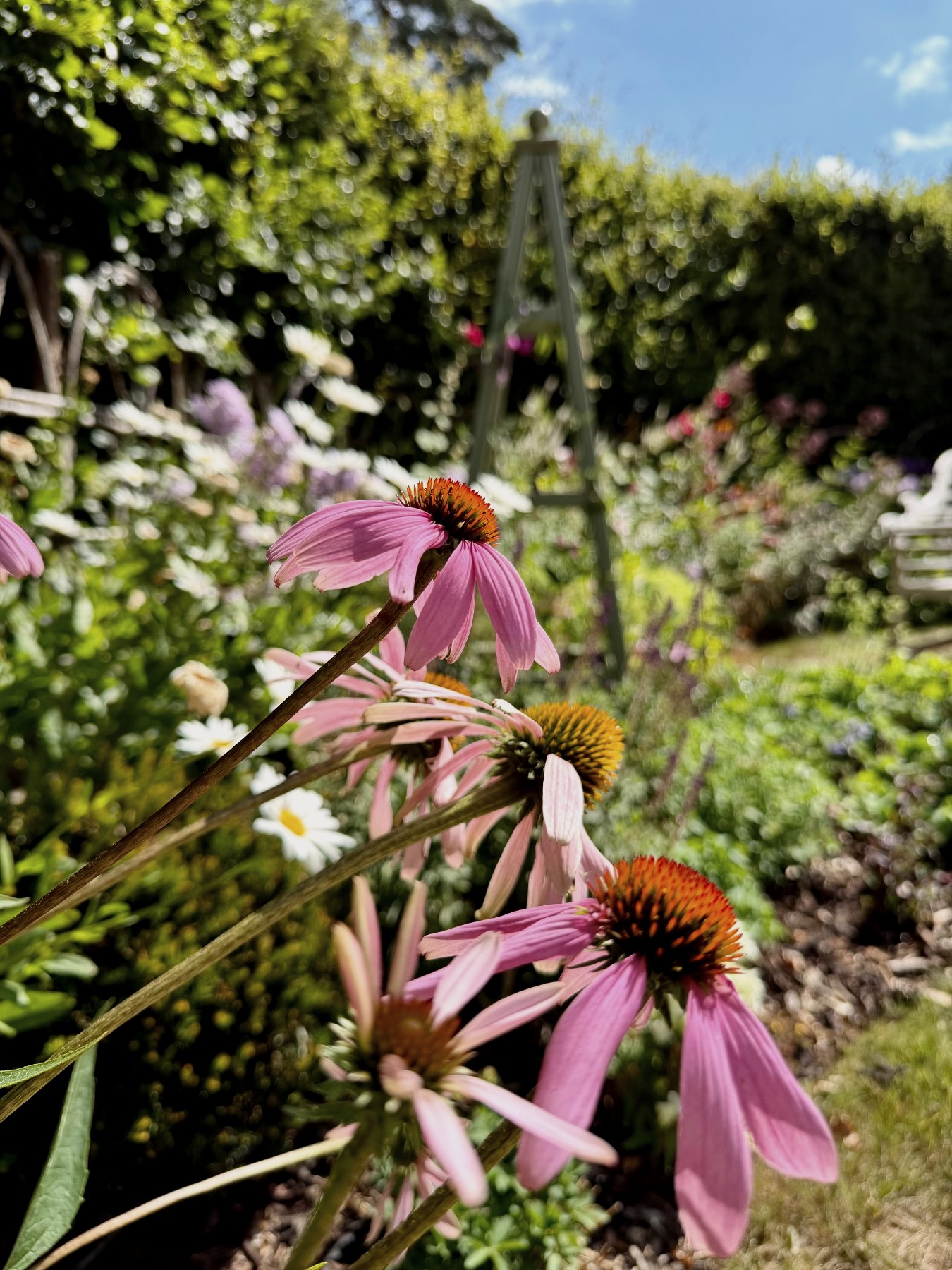 Echinacea purpurea in flower, the obelisk beyond