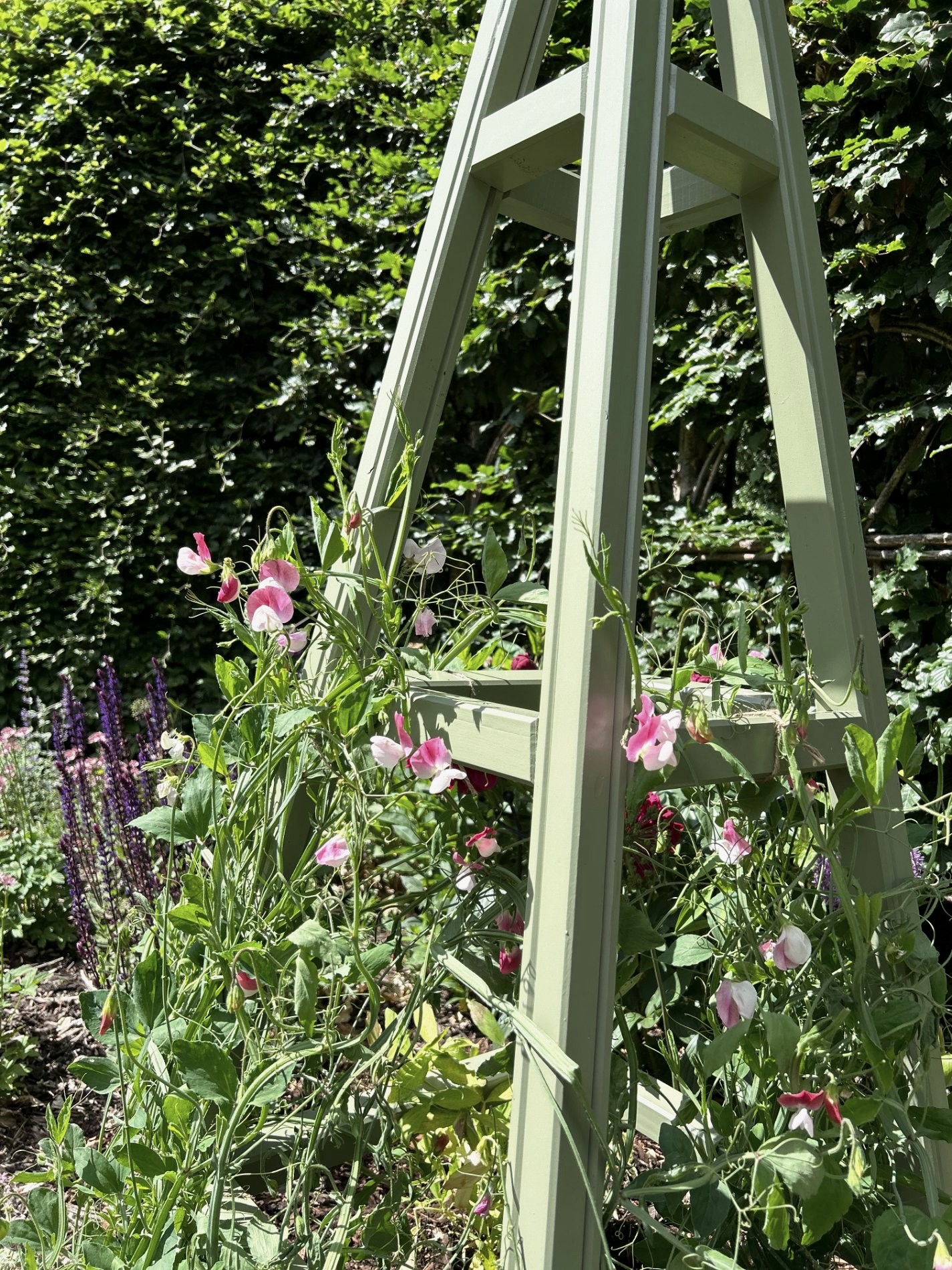 Sweet peas climbing a gorse green wooden obelisk