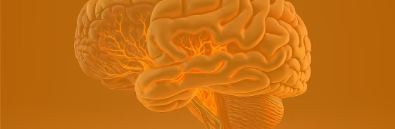 3D illustration of the human brain — mental clarity