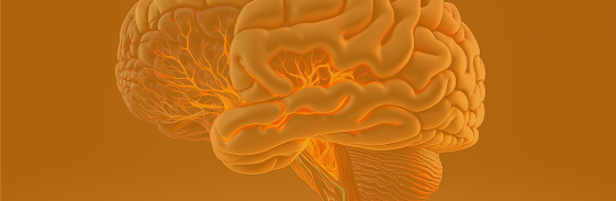 3D illustration of the human brain — mental clarity