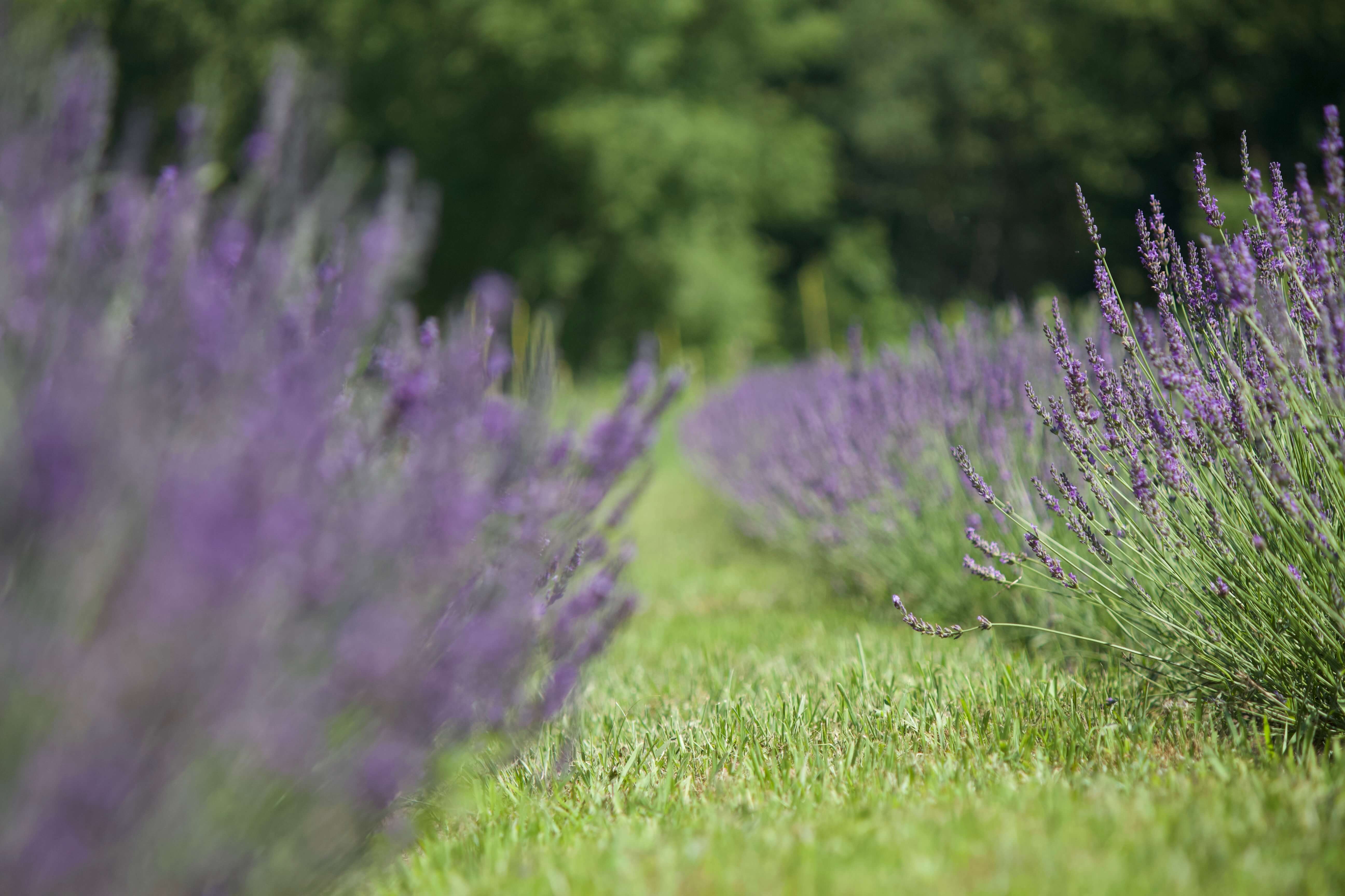 Lavender field rows in bloom at Mariland Farms in Wisconsin