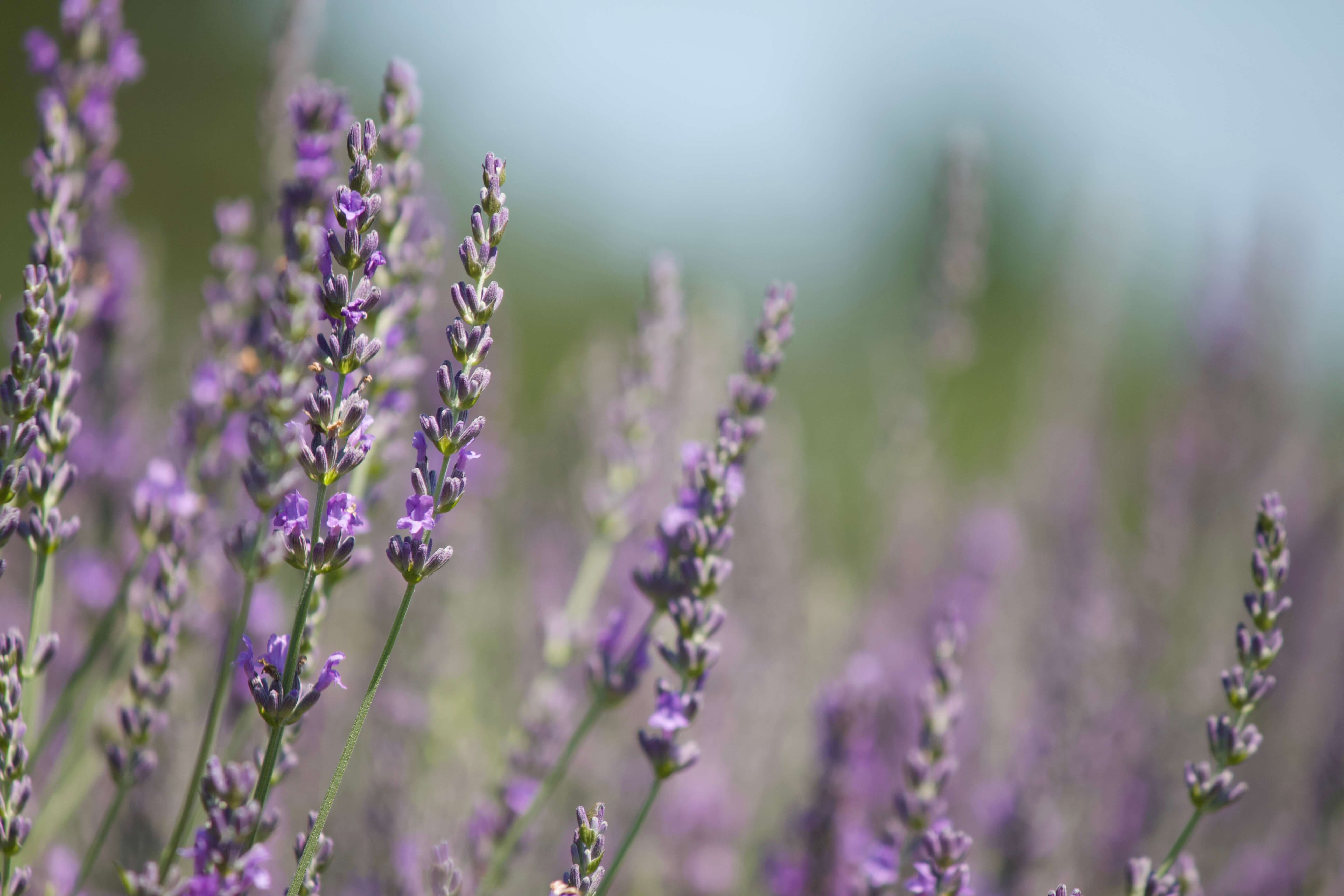 Detail of lavender flower spikes at Mariland Farms in Wisconsin