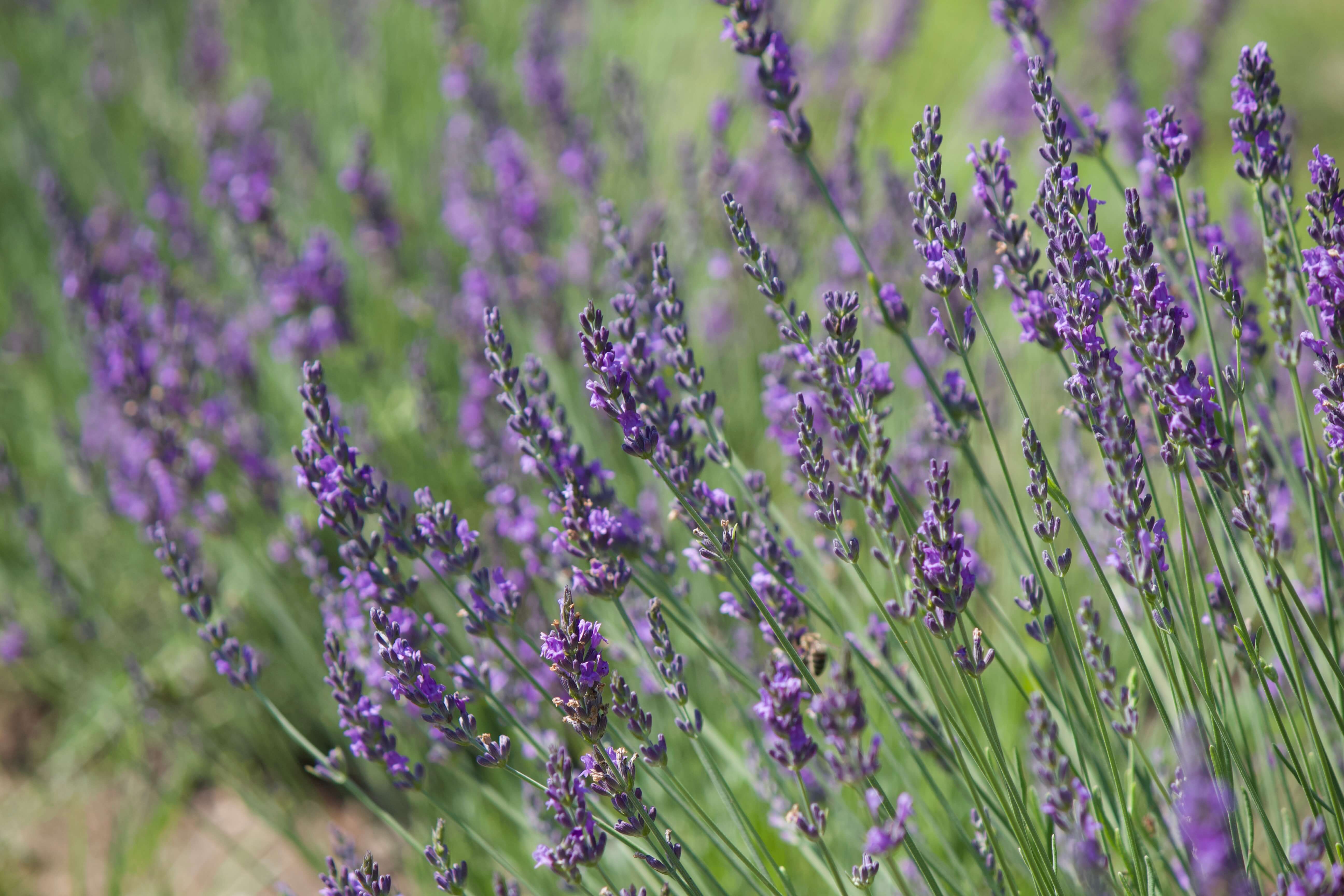 Close-up of fresh lavender blooms grown for drying and essential oil at Mariland Farms