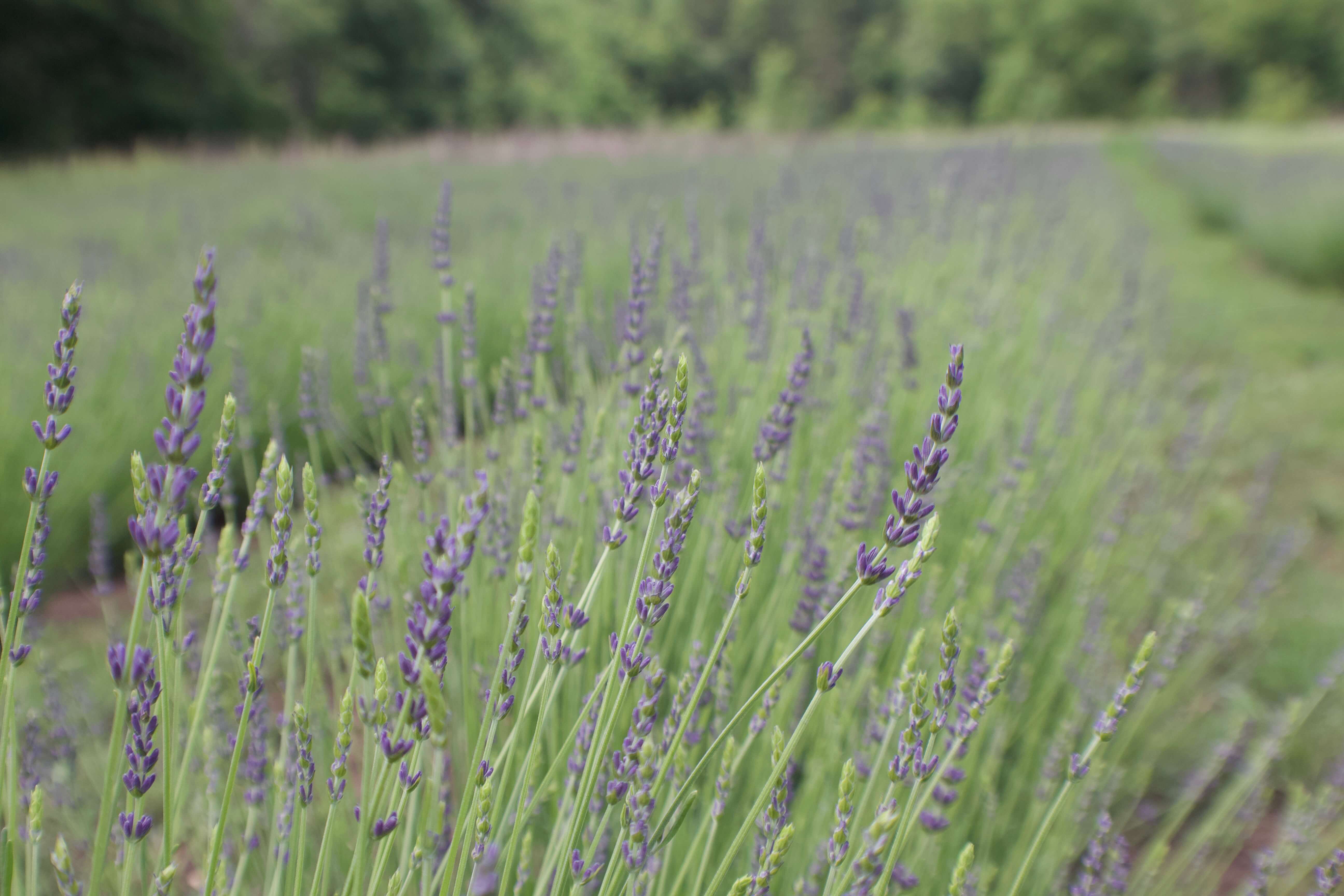 Rows of lavender growing at Mariland Farms, a small-batch Wisconsin lavender farm