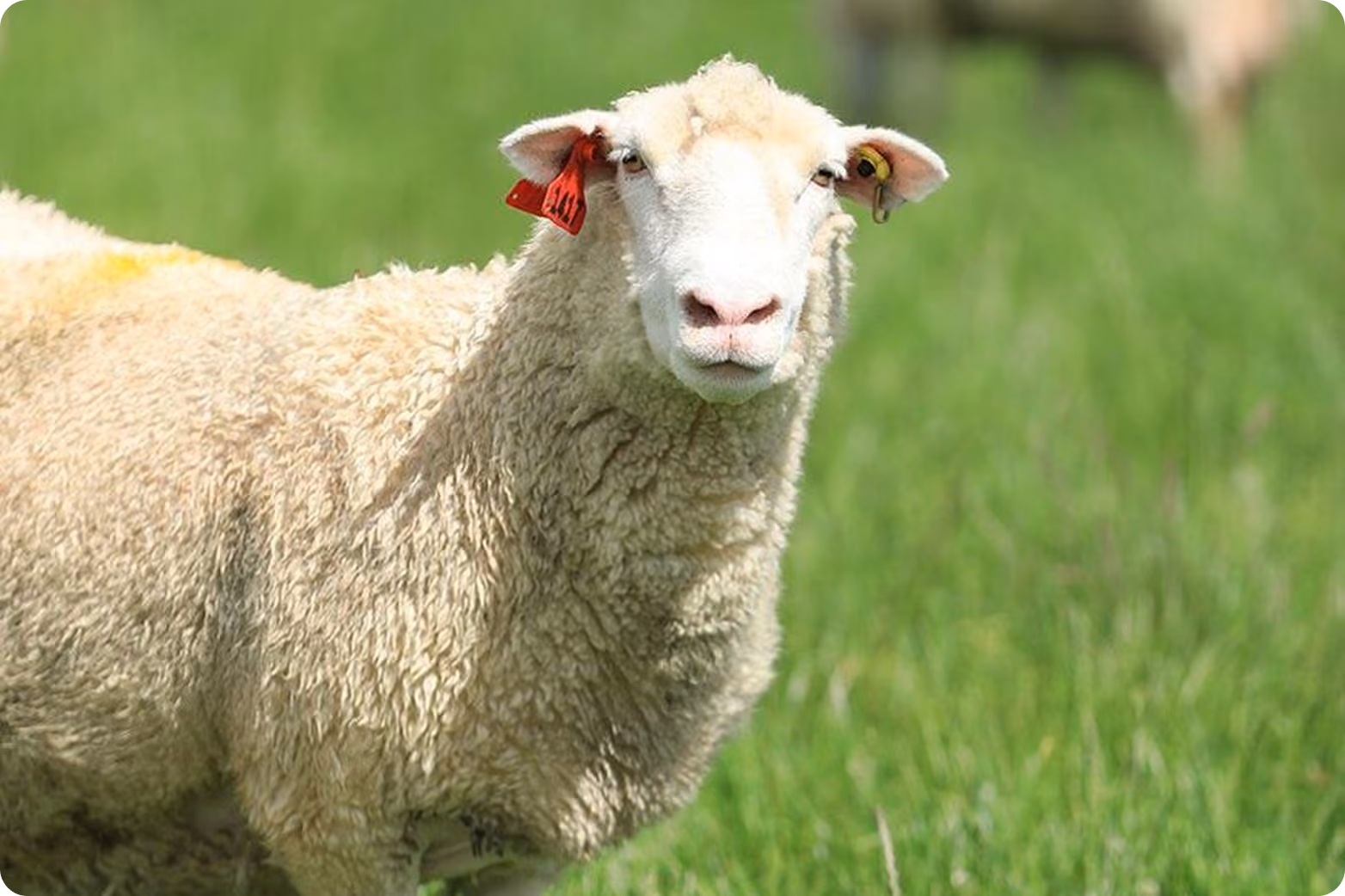 Close-up of a white sheep with ear tags standing on green grass.