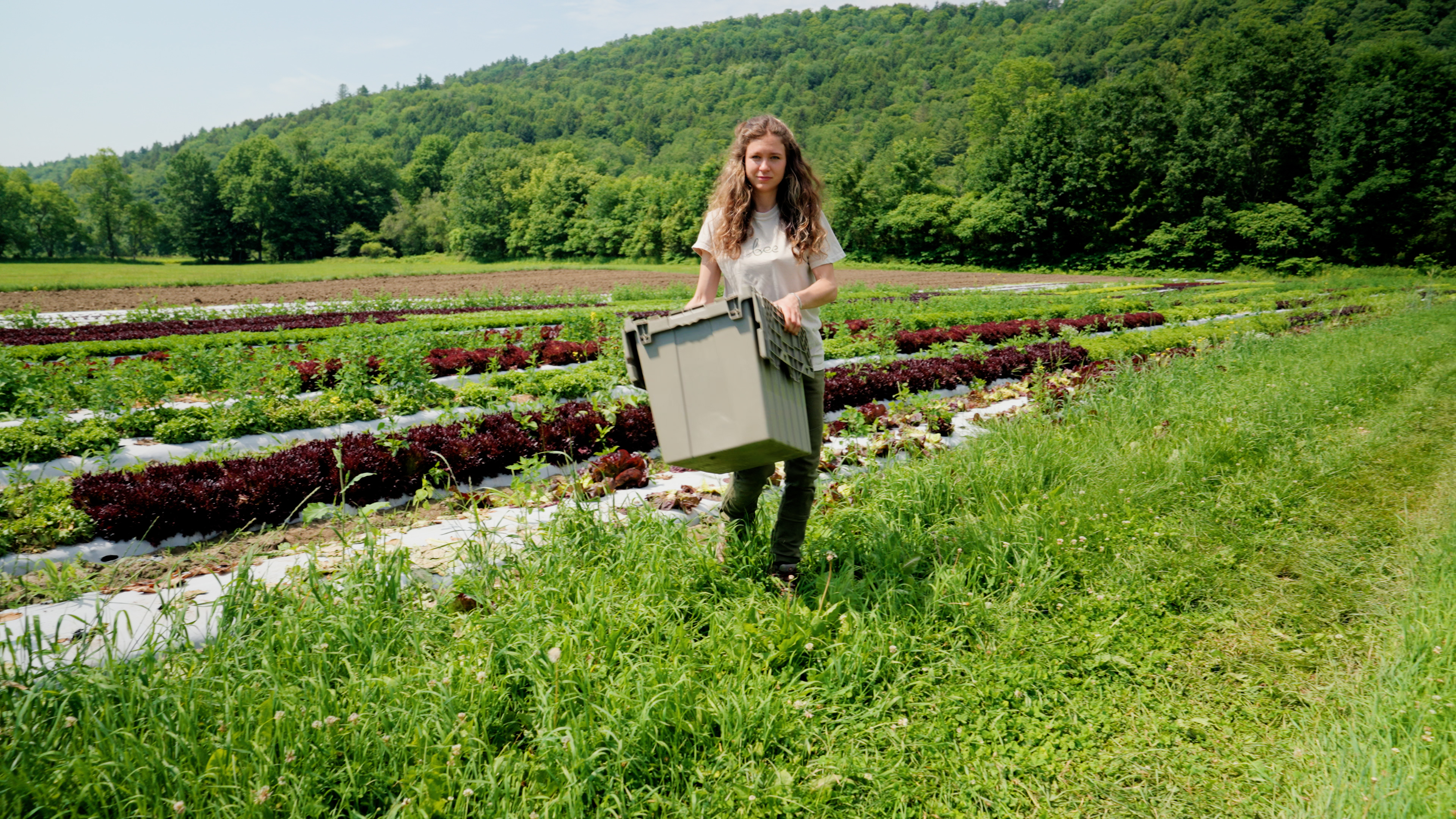 Gleaning in the lettuce field at Old Road Farm in Granville, Vermont
