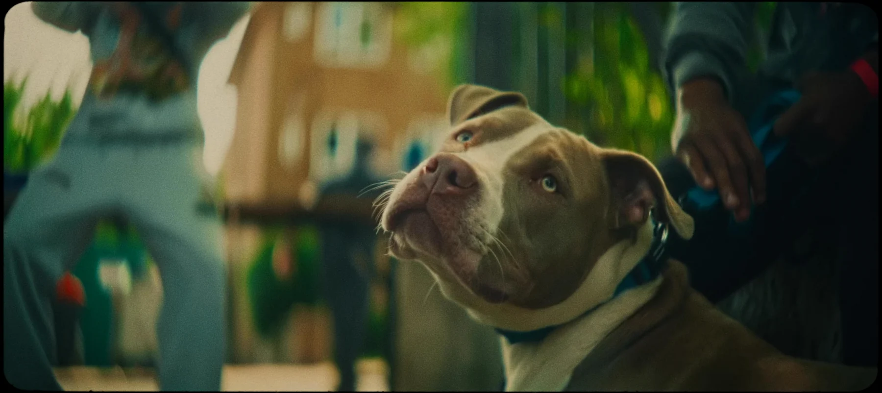 We Move — A dog looking towards the camera